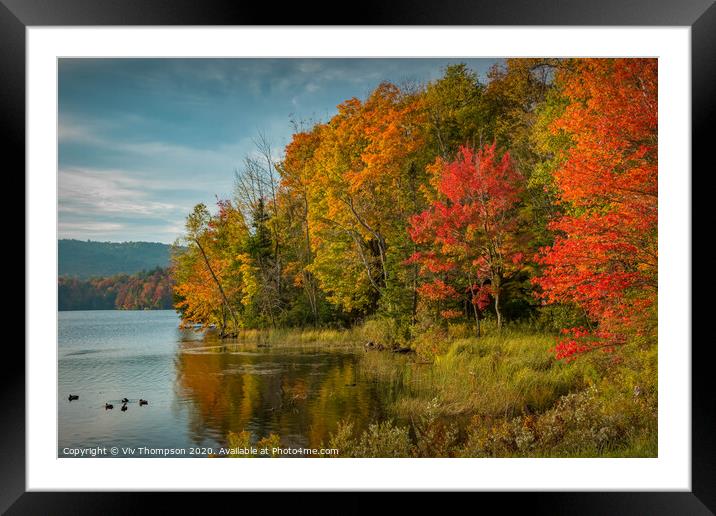 Ablaze in Vermont Framed Mounted Print by Viv Thompson