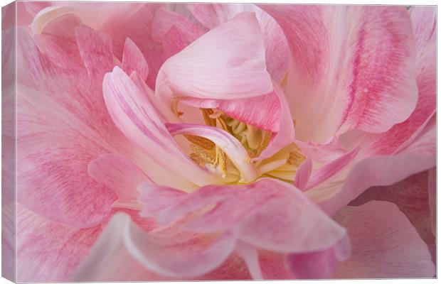 Tulip Tangle Canvas Print by Ann Garrett