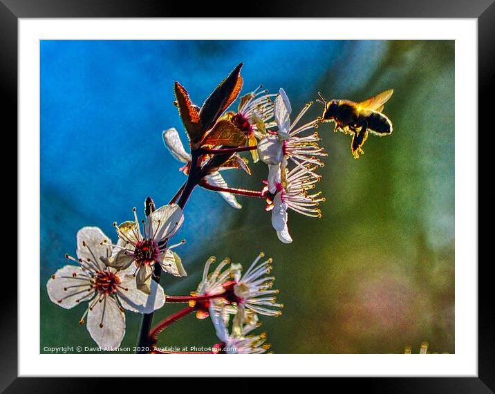 Looking for pollen Framed Mounted Print by David Atkinson