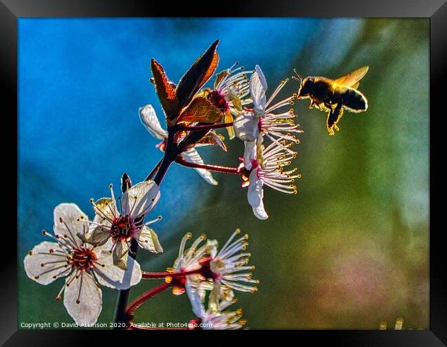 Looking for pollen Framed Print by David Atkinson