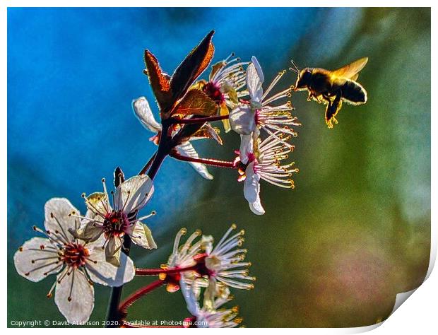 Looking for pollen Print by David Atkinson