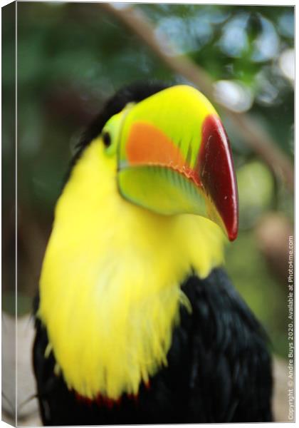Tucan Canvas Print by Andre Buys