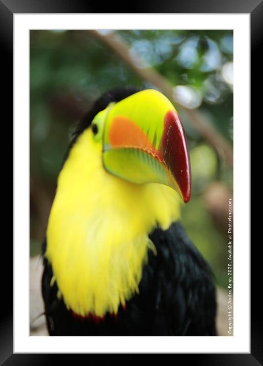 Tucan Framed Mounted Print by Andre Buys
