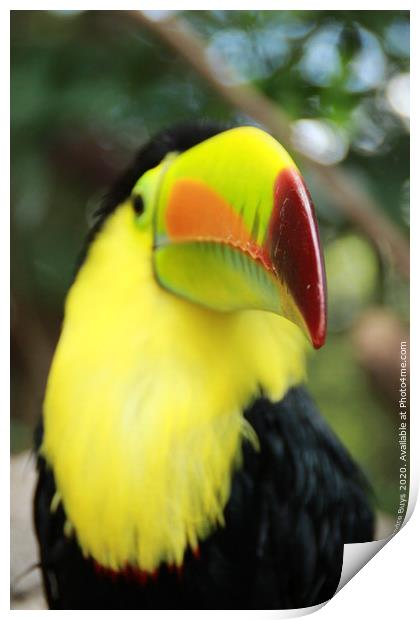 Tucan Print by Andre Buys