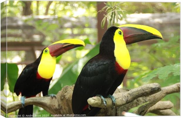 Tucan Pair Canvas Print by Andre Buys