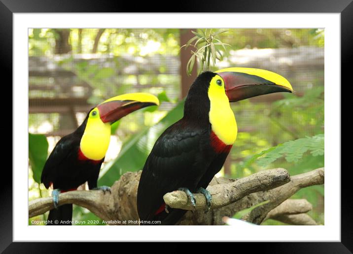 Tucan Pair Framed Mounted Print by Andre Buys