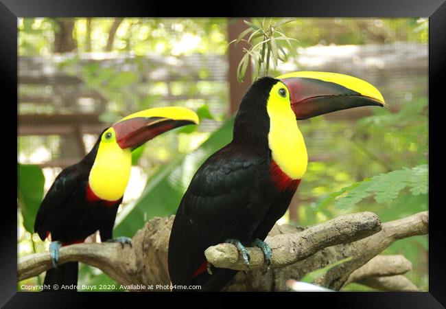 Tucan Pair Framed Print by Andre Buys