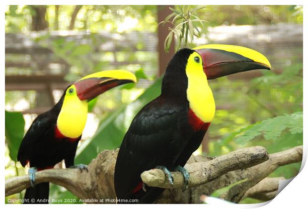 Tucan Pair Print by Andre Buys