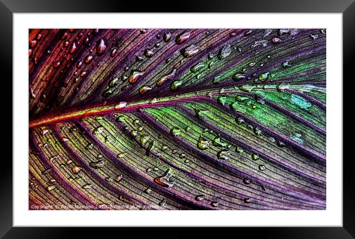 Raindrops on leaf Framed Mounted Print by David Atkinson