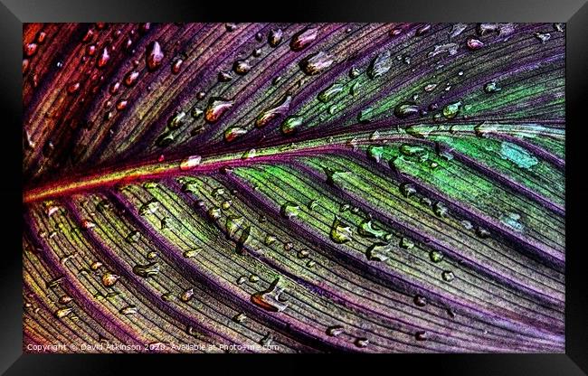 Raindrops on leaf Framed Print by David Atkinson