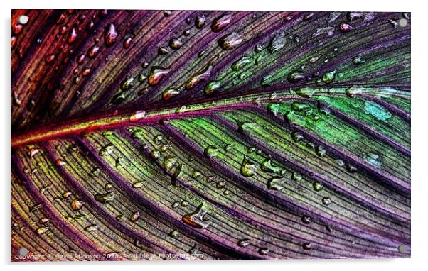Raindrops on leaf Acrylic by David Atkinson
