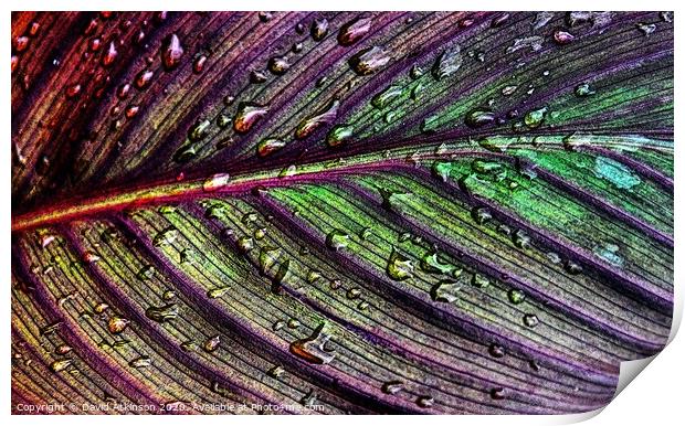 Raindrops on leaf Print by David Atkinson