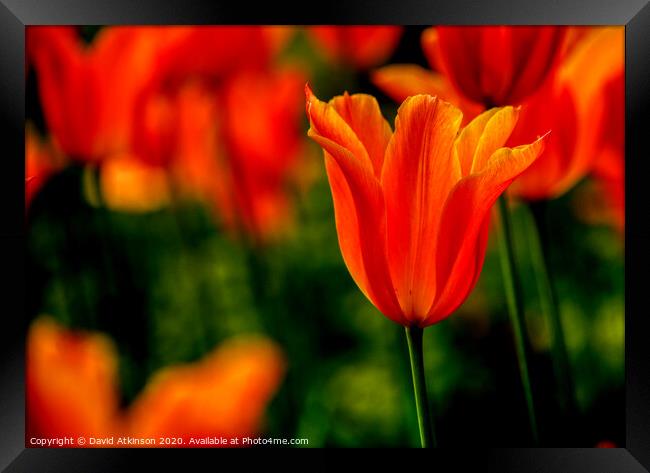 Spring Tulip Framed Print by David Atkinson