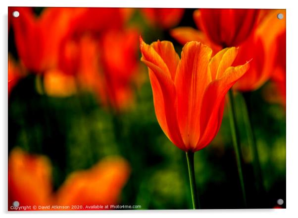Spring Tulip Acrylic by David Atkinson