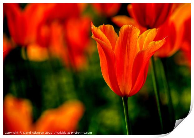 Spring Tulip Print by David Atkinson