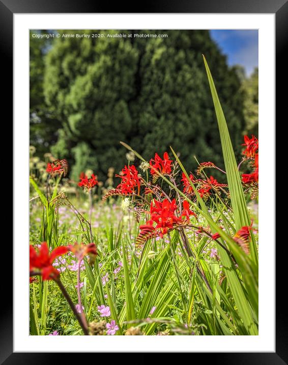 Red flowers  Framed Mounted Print by Aimie Burley