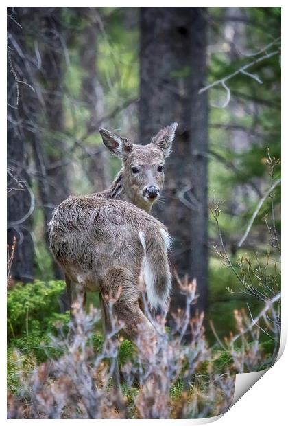 Deer Looking Back Print by Belinda Greb