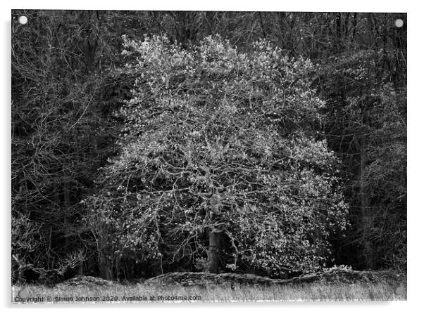 Oak tree  Acrylic by Simon Johnson