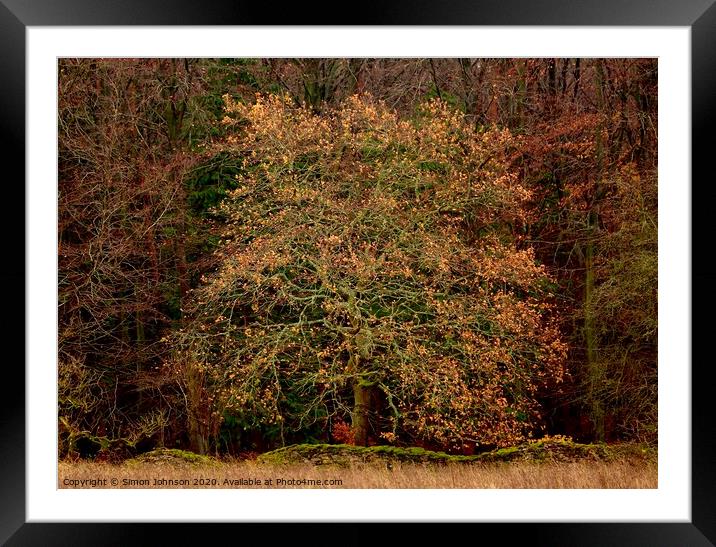 Oak Tree   Framed Mounted Print by Simon Johnson