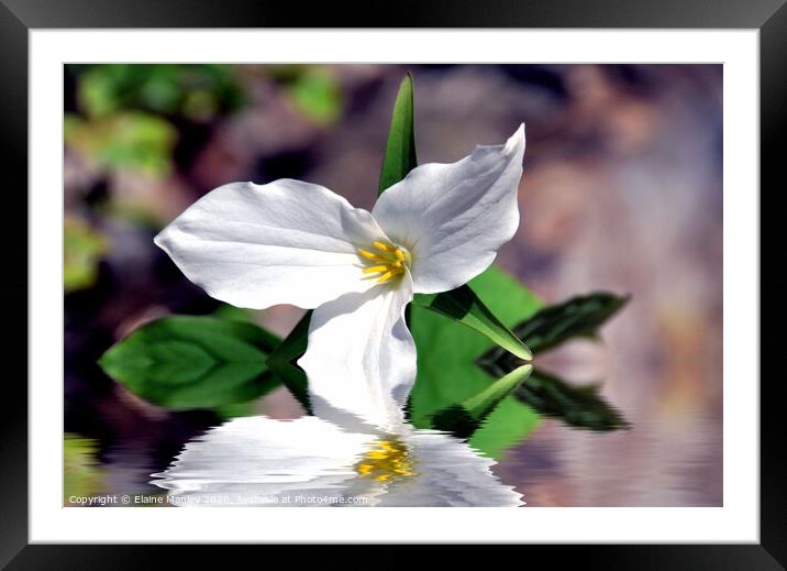  Spring White Trillium flower Framed Mounted Print by Elaine Manley