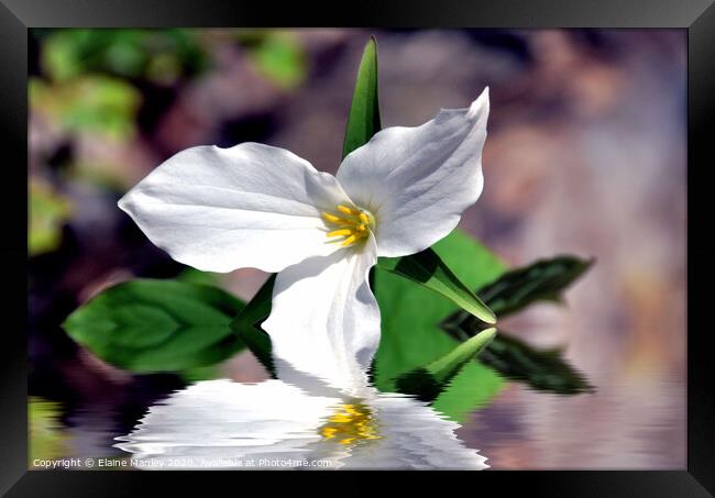  Spring White Trillium flower Framed Print by Elaine Manley