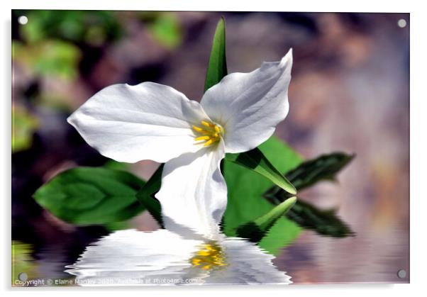  Spring White Trillium flower Acrylic by Elaine Manley