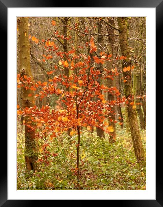 Berech Tree Autumn Framed Mounted Print by Simon Johnson