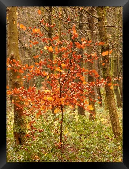 Berech Tree Autumn Framed Print by Simon Johnson