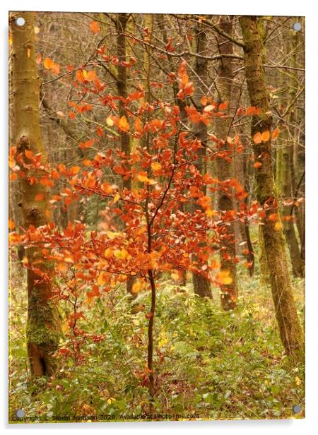 Berech Tree Autumn Acrylic by Simon Johnson