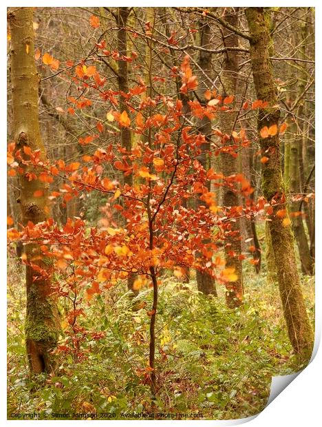 Berech Tree Autumn Print by Simon Johnson