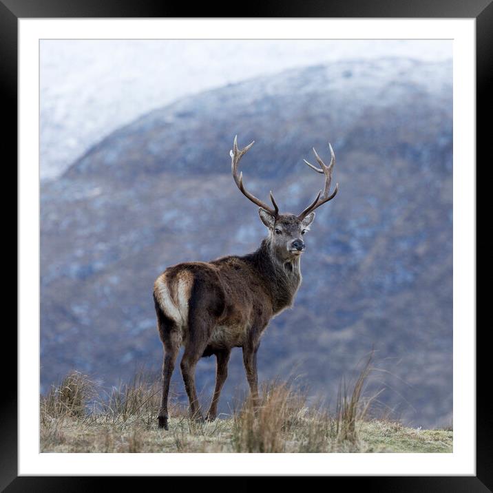 Red Deer Stag Framed Mounted Print by Derek Beattie