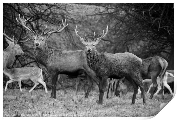 Stags Print by Hannah Watson