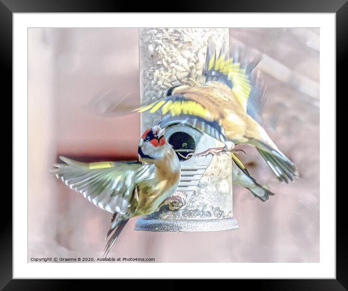 Bird Feeder Battle Framed Mounted Print by Graeme B
