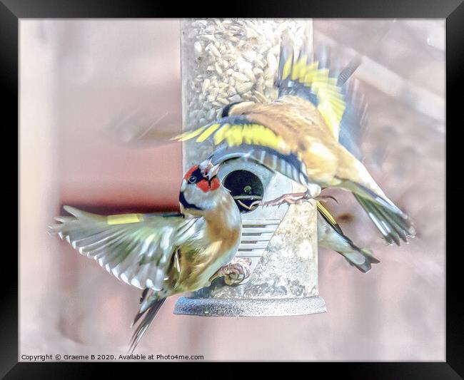 Bird Feeder Battle Framed Print by Graeme B