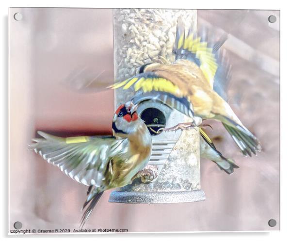 Bird Feeder Battle Acrylic by Graeme B