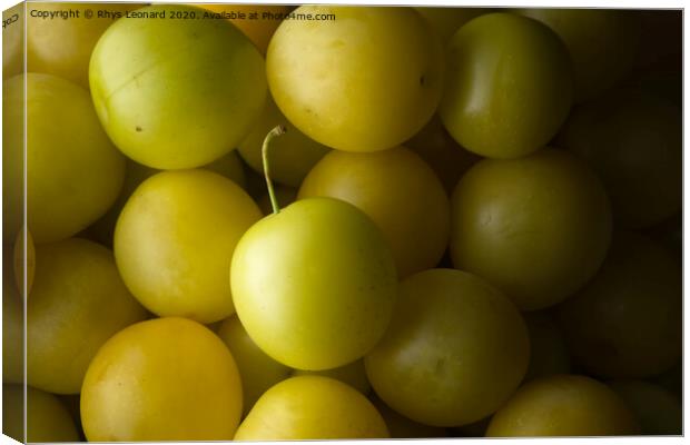 Many yellow mirabelle plums background Canvas Print by Rhys Leonard