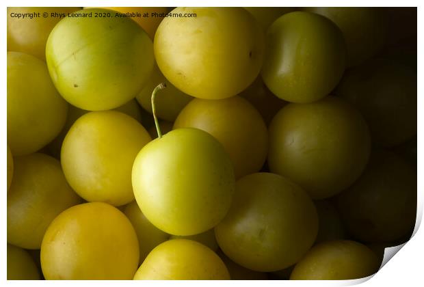 Many yellow mirabelle plums background Print by Rhys Leonard