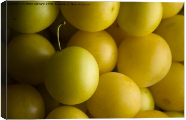 Close shot of harvested yellow mirabelle plums lit from the right. Canvas Print by Rhys Leonard