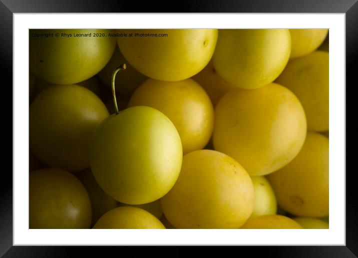 Close shot of harvested yellow mirabelle plums lit from the right. Framed Mounted Print by Rhys Leonard