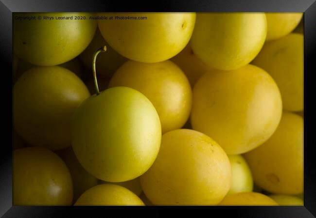 Close shot of harvested yellow mirabelle plums lit from the right. Framed Print by Rhys Leonard