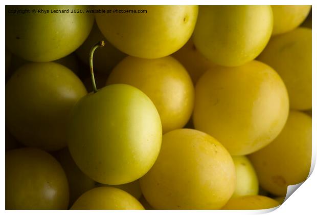 Close shot of harvested yellow mirabelle plums lit from the right. Print by Rhys Leonard