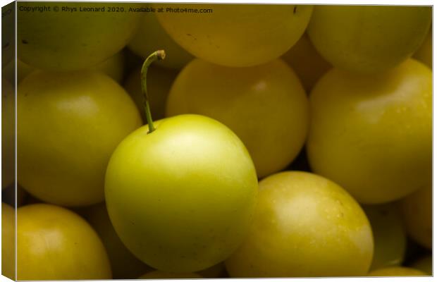 Yellow mirabelle plums harvested, lit from top Canvas Print by Rhys Leonard