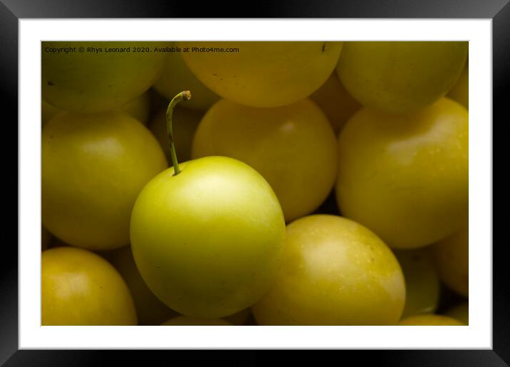 Yellow mirabelle plums harvested, lit from top Framed Mounted Print by Rhys Leonard