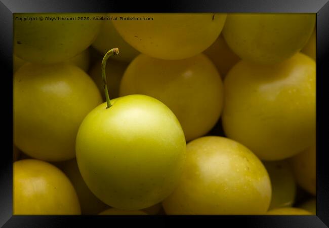 Yellow mirabelle plums harvested, lit from top Framed Print by Rhys Leonard