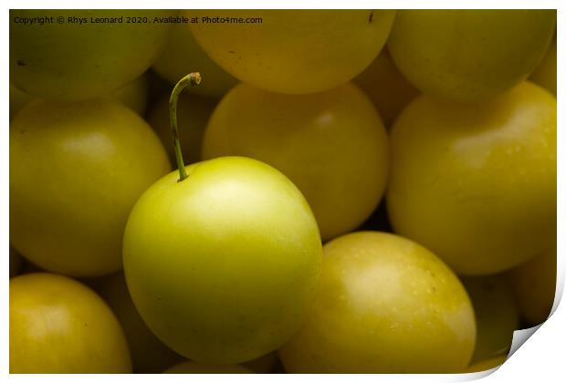 Yellow mirabelle plums harvested, lit from top Print by Rhys Leonard