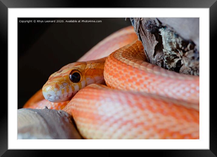 Super macro close up of pet orange corn snakes face and eye. Framed Mounted Print by Rhys Leonard