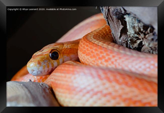Super macro close up of pet orange corn snakes face and eye. Framed Print by Rhys Leonard