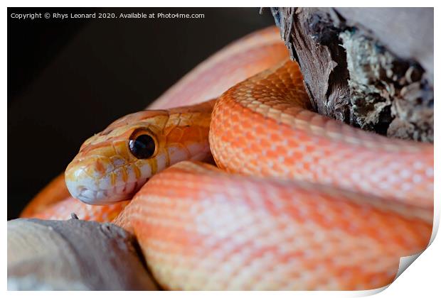 Super macro close up of pet orange corn snakes face and eye. Print by Rhys Leonard