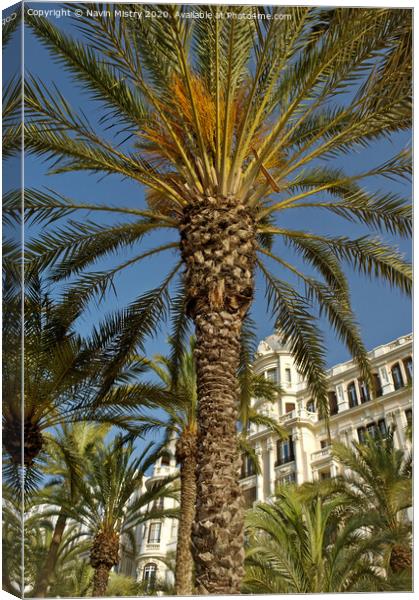Palm trees, La Esplanda, Alicante, Spain in front of the Casa Carbonell Canvas Print by Navin Mistry