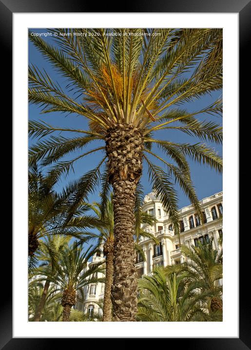 Palm trees, La Esplanda, Alicante, Spain in front of the Casa Carbonell Framed Mounted Print by Navin Mistry